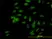 Anti Human UBE3A Antibody, clone 2F6 thumbnail image 2