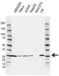 Anti UCHL3 Antibody, clone AB04/3F5 (PrecisionAb Monoclonal Antibody) gallery image 1