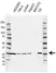 Anti UCHL3 Antibody, clone AB04/3F5 (PrecisionAb Monoclonal Antibody) thumbnail image 1