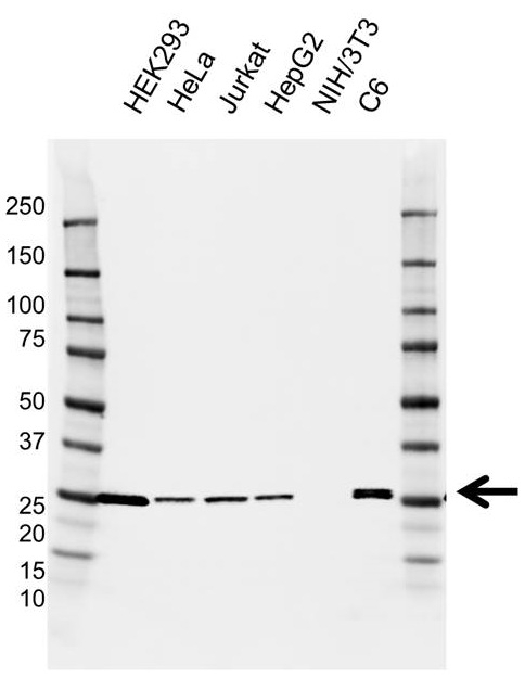 Anti UCHL3 Antibody, clone AB04/3F5 (PrecisionAb Monoclonal Antibody) gallery image 1