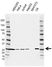 Anti UCHL3 Antibody, clone AB04/3F5 (PrecisionAb Monoclonal Antibody) thumbnail image 1