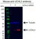 Anti UCHL3 Antibody, clone AB04/3F5 (PrecisionAb Monoclonal Antibody) thumbnail image 2