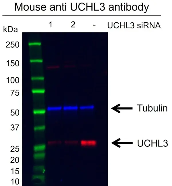Anti UCHL3 Antibody, clone AB04/3F5 (PrecisionAb Monoclonal Antibody) gallery image 2