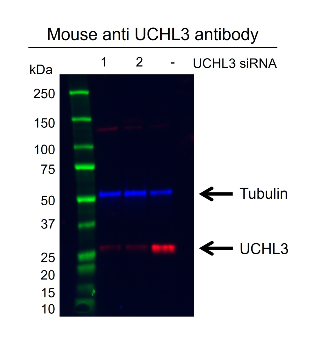 Anti UCHL3 Antibody, clone AB04/3F5 (PrecisionAb Monoclonal Antibody) gallery image 2