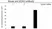 Anti UCHL3 Antibody, clone AB04/3F5 (PrecisionAb Monoclonal Antibody) thumbnail image 3
