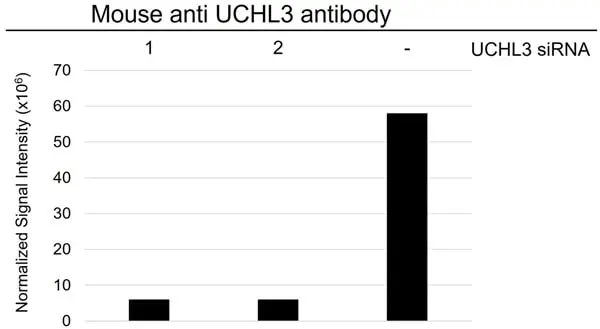 Anti UCHL3 Antibody, clone AB04/3F5 (PrecisionAb Monoclonal Antibody) gallery image 3