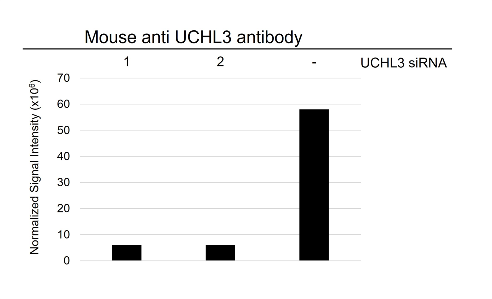 Anti UCHL3 Antibody, clone AB04/3F5 (PrecisionAb Monoclonal Antibody) gallery image 3