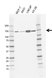 Anti Unconventional Myosin 6 Antibody, clone CD02/3A9 (PrecisionAb Monoclonal Antibody) thumbnail image 1