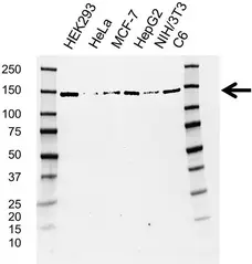 Anti UPF1 Antibody, clone AB03/4D5 (PrecisionAb Monoclonal Antibody) gallery image 1