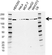 Anti UPF1 Antibody, clone AB03/4D5 (PrecisionAb Monoclonal Antibody) thumbnail image 1