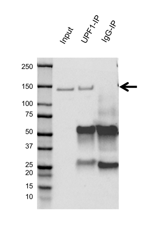 Anti UPF1 Antibody, clone AB03/4D5 (PrecisionAb Monoclonal Antibody) gallery image 2