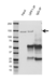 Anti UPF1 Antibody, clone AB03/4D5 (PrecisionAb Monoclonal Antibody) thumbnail image 2