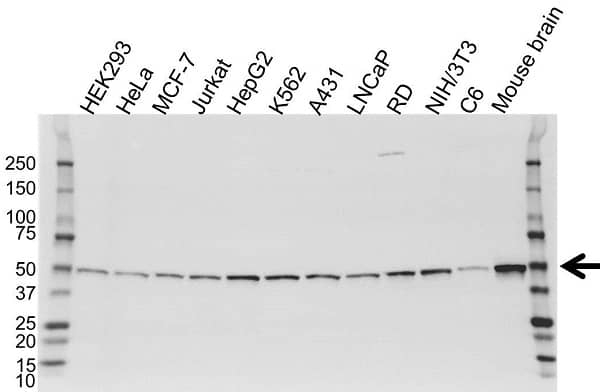 Anti UQCRC1 Antibody, clone OTI1G2 (PrecisionAb Monoclonal Antibody) gallery image 1