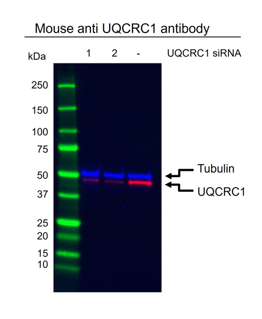 Anti UQCRC1 Antibody, clone OTI1G2 (PrecisionAb Monoclonal Antibody) gallery image 2