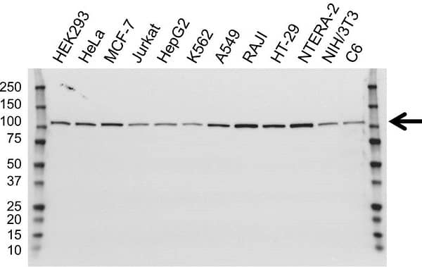 Anti USP5 Antibody, clone OTI1F8 (PrecisionAb Monoclonal Antibody) gallery image 1