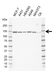 Anti USP8 Antibody, clone AB01/1B5 (PrecisionAb Monoclonal Antibody) thumbnail image 1