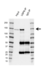 Anti USP8 Antibody, clone AB01/1B5 (PrecisionAb Monoclonal Antibody) thumbnail image 2