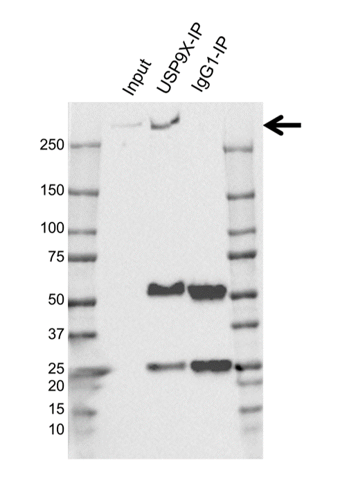 Anti USP9X Antibody, clone OTI1D7 (PrecisionAb Monoclonal Antibody) gallery image 2