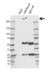 Anti USP9X Antibody, clone OTI1D7 (PrecisionAb Monoclonal Antibody) thumbnail image 2