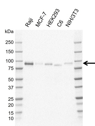 Anti Uvrag Antibody, clone AB05/4B1 (PrecisionAb Monoclonal Antibody) gallery image 1