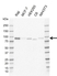 Anti Uvrag Antibody, clone AB05/4B1 (PrecisionAb Monoclonal Antibody) thumbnail image 1