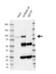 Anti Uvrag Antibody, clone AB05/4B1 (PrecisionAb Monoclonal Antibody) thumbnail image 2