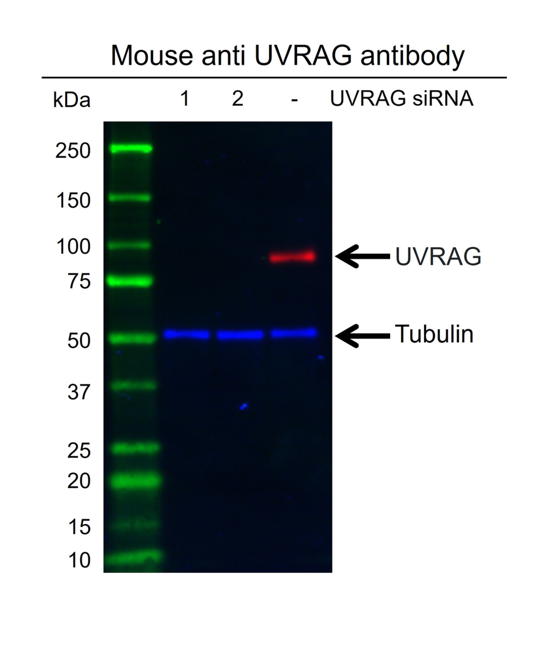 Anti Uvrag Antibody, clone AB05/4B1 (PrecisionAb Monoclonal Antibody) gallery image 3