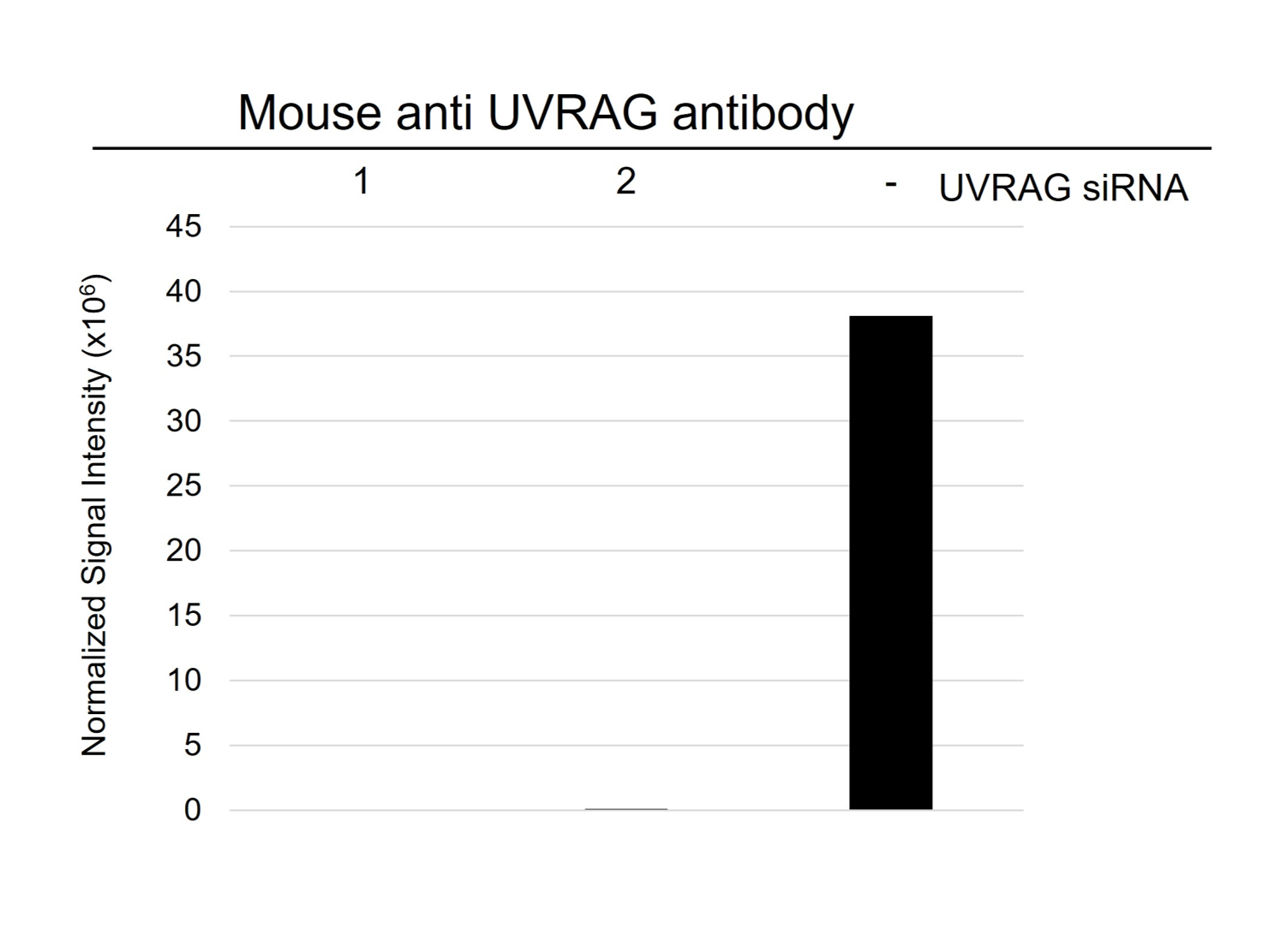 Anti Uvrag Antibody, clone AB05/4B1 (PrecisionAb Monoclonal Antibody) gallery image 4
