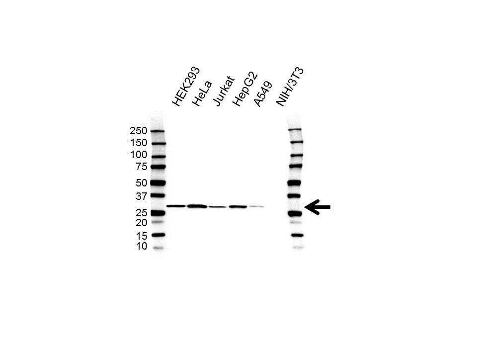 Anti Vapb Antibody, clone OTI4D8 (PrecisionAb Monoclonal Antibody) gallery image 1