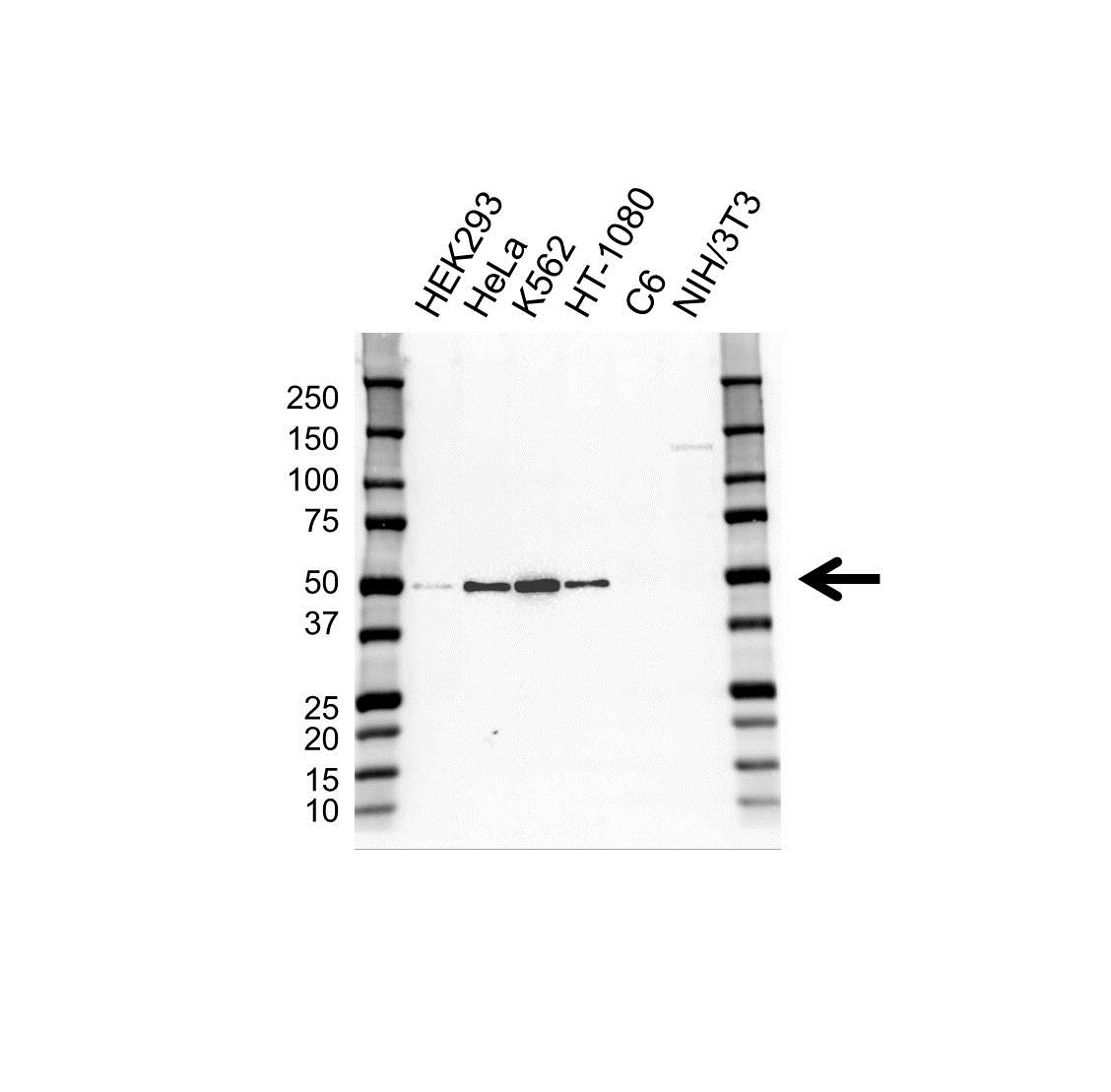 Anti VASP Antibody, clone OTI1C3 (PrecisionAb Monoclonal Antibody) gallery image 1