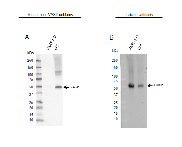 Anti VASP Antibody, clone OTI1C3 (PrecisionAb Monoclonal Antibody) gallery image 2