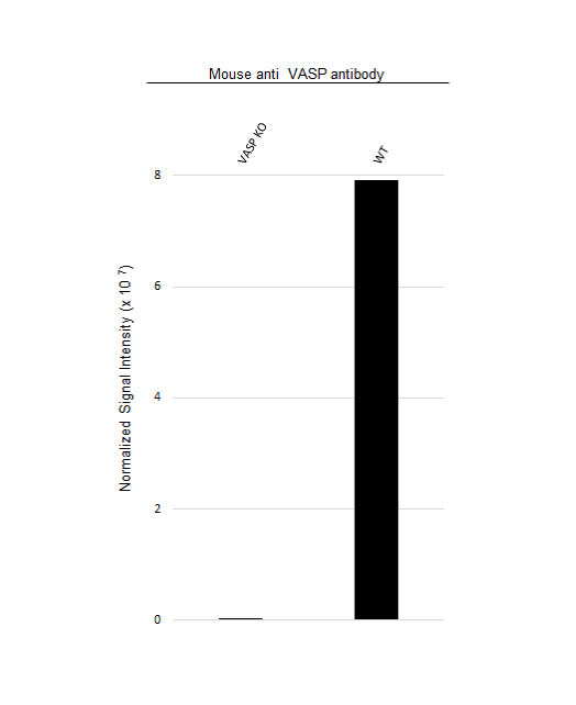 Anti VASP Antibody, clone OTI1C3 (PrecisionAb Monoclonal Antibody) gallery image 3