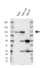 Anti VAV1 Antibody, clone 1582CT802.383 (PrecisionAb Monoclonal Antibody) thumbnail image 2