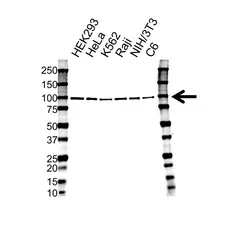 Anti VCP Antibody, clone 1344CT150.163.114 (PrecisionAb Monoclonal Antibody) gallery image 1