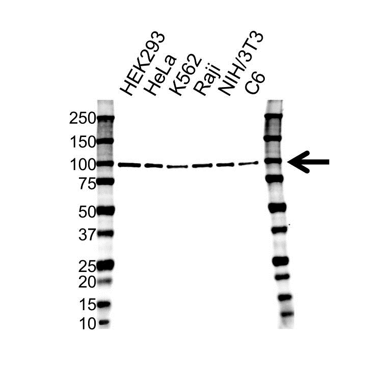 Anti VCP Antibody (PrecisionAb Monoclonal Antibody) gallery image 1