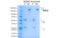 Anti VEGF (Bevacizumab Biosimilar) Antibody, clone Bevacizumab gallery image 1