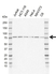 Anti Vesicle-fusing ATPase Antibody, clone CD01/1F3 (PrecisionAb Monoclonal Antibody) thumbnail image 1