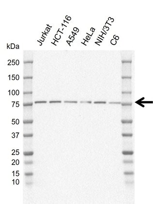Anti Vesicle-fusing ATPase Antibody, clone CD01/1F3 (PrecisionAb Monoclonal Antibody) gallery image 1