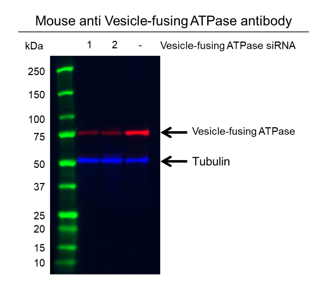 Anti Vesicle-fusing ATPase Antibody, clone CD01/1F3 (PrecisionAb Monoclonal Antibody) gallery image 3