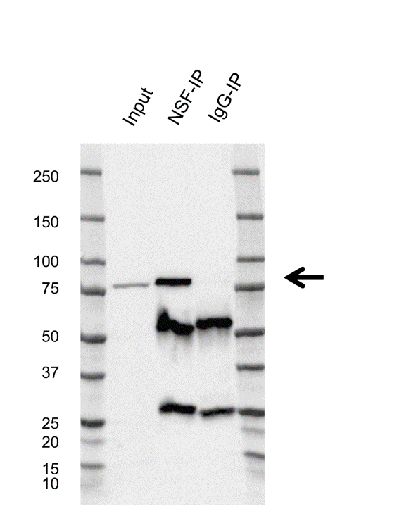 Anti Vesicle-fusing ATPase Antibody, clone CD01/1F3 (PrecisionAb Monoclonal Antibody) gallery image 2