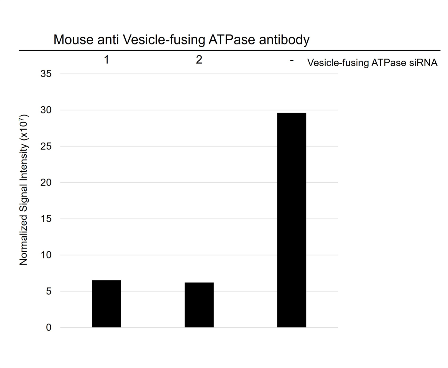 Anti Vesicle-fusing ATPase Antibody, clone CD01/1F3 (PrecisionAb Monoclonal Antibody) gallery image 4