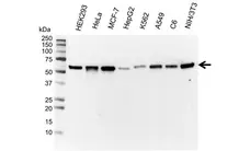 Anti Vimentin Antibody, clone AbD2701 (PrecisionAb Monoclonal Antibody) gallery image 1