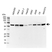 Anti Vimentin Antibody, clone AbD2701 (PrecisionAb Monoclonal Antibody) thumbnail image 1