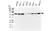 Anti Vimentin Antibody, clone AbD2701 (PrecisionAb Monoclonal Antibody) thumbnail image 1