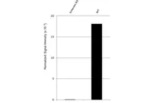 Anti Vimentin Antibody, clone AbD2701 (PrecisionAb Monoclonal Antibody) gallery image 2