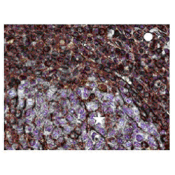 Anti Vimentin Antibody, clone AbD2701 (PrecisionAb Monoclonal Antibody) gallery image 3