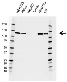 Anti Vinculin Antibody, clone F01/4H8 (PrecisionAb Monoclonal Antibody) gallery image 1
