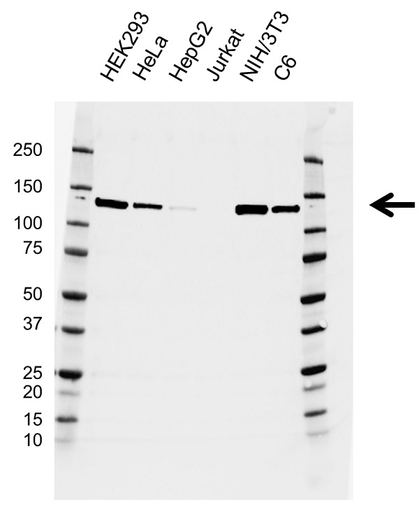 Anti Vinculin Antibody, clone F01/4H8 (PrecisionAb Monoclonal Antibody) gallery image 1