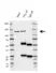 Anti Vinculin Antibody, clone F01/4H8 (PrecisionAb Monoclonal Antibody) thumbnail image 2