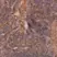 Anti Human Vinculin Antibody, clone V284 thumbnail image 1